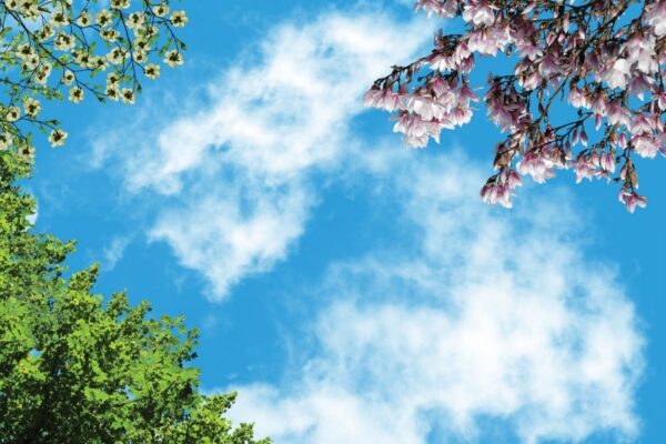 آسمان مجازی درخت سبز و شکوفه های زرد و ارغوانی 2x3-6
