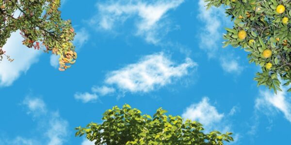 آسمان مجازی درخت میوه 2x4-8