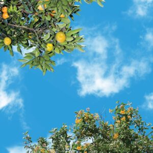 آسمان مجازی درخت نارنگی 2x2-10