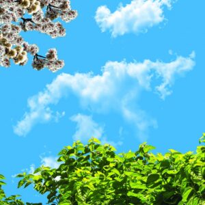 آسمان مجازی درخت و شکوفه 2x2-11