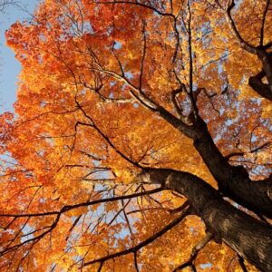 آسمان مجازی درخت پاییزی 2x3-34