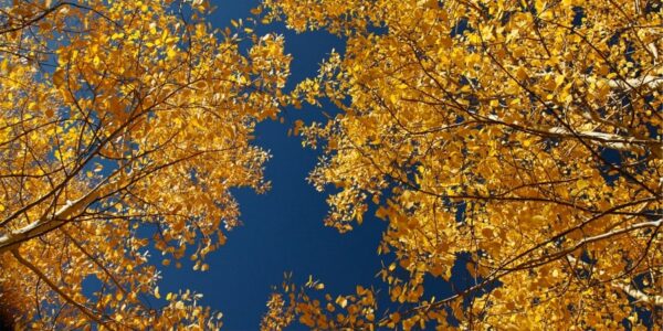 آسمان مجازی درختان زرد 2x4-22
