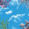آسمان مجازی شکوفه 3x4-1
