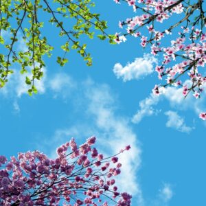 آسمان مجازی شکوفه بهاری 2×2