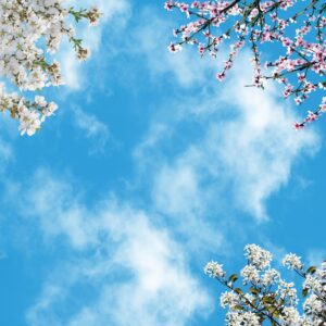 آسمان مجازی شکوفه سفید 3x3-18