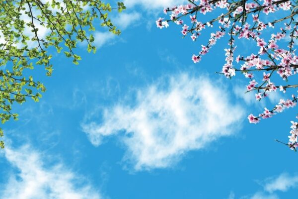 آسمان مجازی شکوفه و برگ 2x3-1