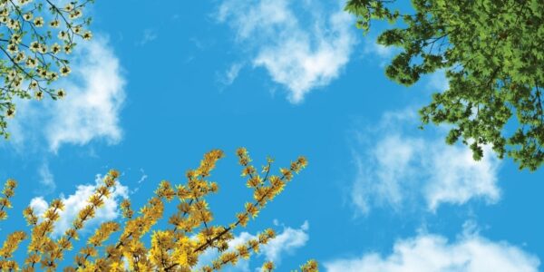 آسمان مجازی شکوفه و برگ 2x4-25