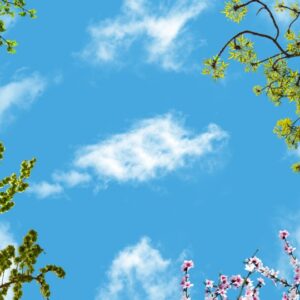 آسمان مجازی شکوفه و برگ 3x5-6