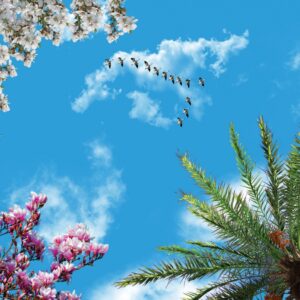 آسمان مجازی پرنده و شکوفه 3x4-25