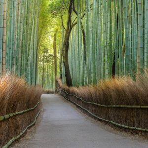 پوستر مسیر جنگلی با پرچین و درختان بلند بامبو