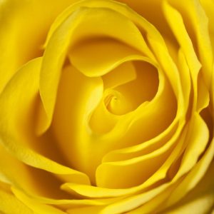 پوستر تصویر کلوزآپ از گل رز زرد درشت