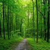 پوستر مسیر خاکی عمق دار در جنگل سرسبز با درختان بلند انبوه