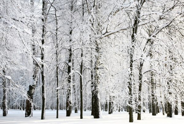 پوستر منظره جنگل برفی با درختان خشکیده پوشیده از برف