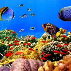 آسمان مجازی اقیانوس ماهی و مرجان زیر آب 2x3-65