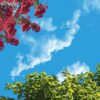 آسمان مجازی درخت و شکوفه 2x2-13