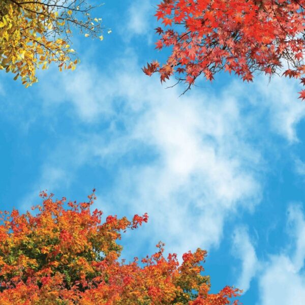 آسمان مجازی درختان پاییزی 2x2-5