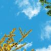 آسمان مجازی شکوفه و برگ 2x4-25