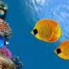 آسمان مجازی ماهی و مرجان زیر آب 2x3-21