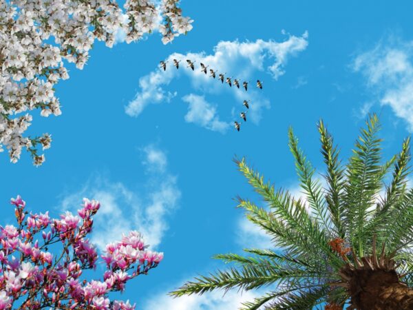 آسمان مجازی پرنده و شکوفه 3x4-25