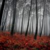 پوستر جنگل مه گرفته با درختان بلند و علف های قرمز