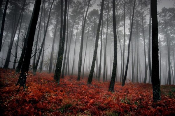 پوستر جنگل مه گرفته با درختان بلند و علف های قرمز