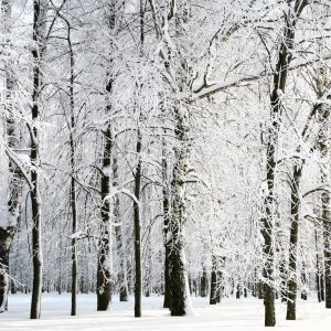 پوستر منظره جنگل برفی با درختان خشکیده پوشیده از برف