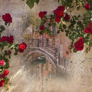 پوستر بوته های گل سرخ روی دیوار قدیمی با منظره ونیز