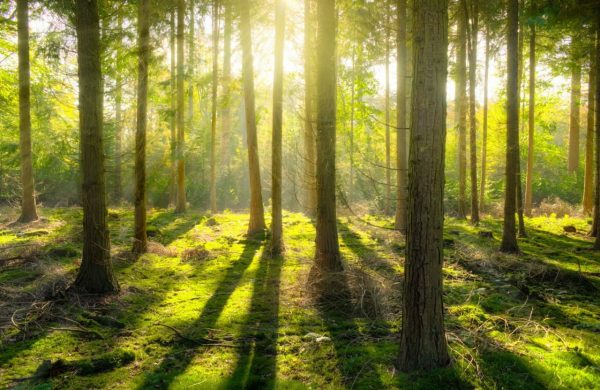پوستر طلوع خورشید در جنگل سرسبز با درختان بلند