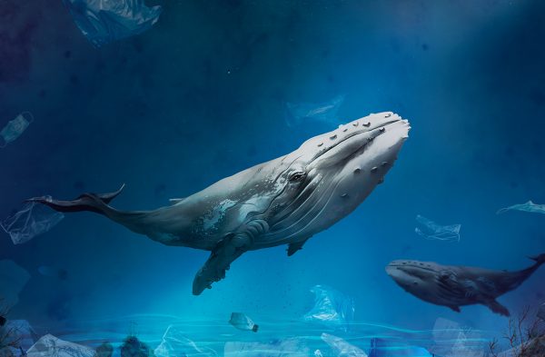 استیکر شفاف طرح وال نهنگ در دریای آبی CST-04