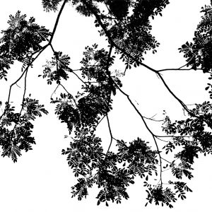استیکر شفاف طرح درخت با شاخه و برگ های مشکی CST-07