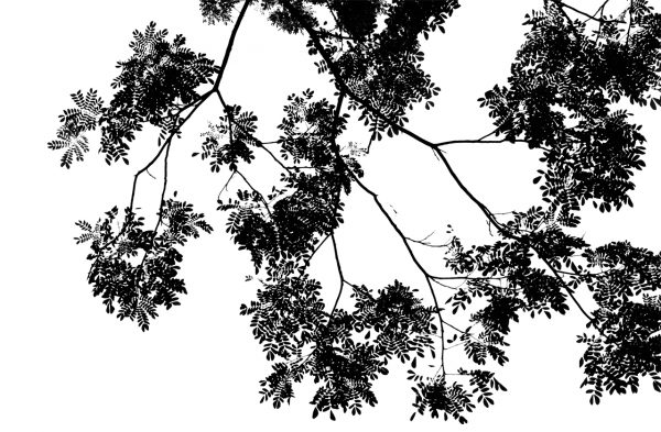 استیکر شفاف طرح درخت با شاخه و برگ های مشکی CST-07